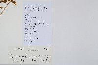 烏蕨藏品圖，第2張