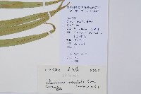 烏毛蕨藏品圖，第2張