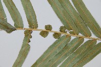 烏毛蕨藏品圖，第3張