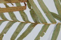 烏毛蕨藏品圖，第4張