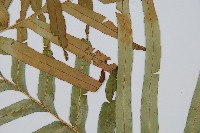 烏毛蕨藏品圖，第5張