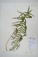 鱗蓋鳳尾蕨藏品圖，第1張