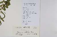 鱗蓋鳳尾蕨藏品圖，第2張