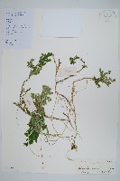 生根卷柏藏品圖，第1張