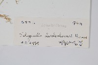 生根卷柏藏品圖，第2張