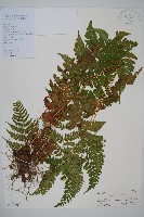 長葉鱗毛蕨藏品圖，第1張