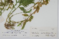 二形卷柏藏品圖，第2張