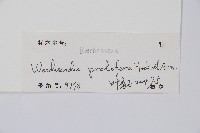 東方狗脊蕨藏品圖，第2張