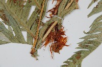 東方狗脊蕨藏品圖，第3張