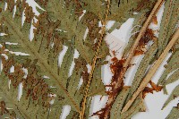 東方狗脊蕨藏品圖，第4張