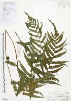 毛蕨藏品圖，第1張