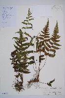 毛軸假蹄蓋蕨藏品圖，第1張