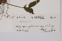 毛軸假蹄蓋蕨藏品圖，第3張