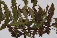 毛軸假蹄蓋蕨藏品圖，第4張