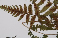 毛軸假蹄蓋蕨藏品圖，第5張