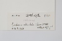 圓葉陵齒蕨藏品圖，第2張