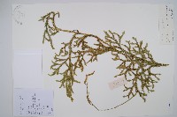 燈龍草藏品圖，第1張