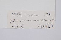 燈龍草藏品圖，第2張