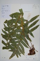 槲蕨藏品圖，第1張