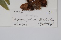 槲蕨藏品圖，第2張