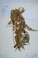 闊鱗鱗毛蕨藏品圖，第1張