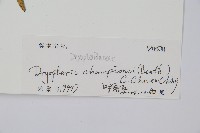 闊鱗鱗毛蕨藏品圖，第2張