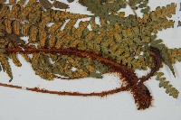 闊鱗鱗毛蕨藏品圖，第3張