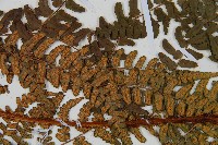 闊鱗鱗毛蕨藏品圖，第4張