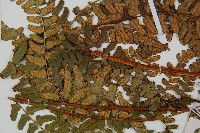 闊鱗鱗毛蕨藏品圖，第5張