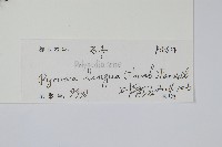 石葦藏品圖，第2張