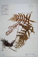 華東瘤足蕨藏品圖，第1張