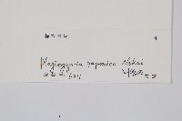 華東瘤足蕨藏品圖，第2張