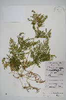 江南卷柏藏品圖，第1張