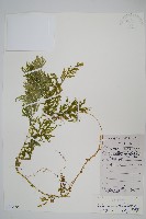 全緣卷柏藏品圖，第1張