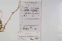 全緣卷柏藏品圖，第2張