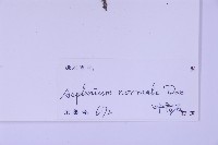 生芽鐵角蕨藏品圖，第2張