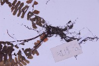 生芽鐵角蕨藏品圖，第4張