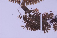 生芽鐵角蕨藏品圖，第5張