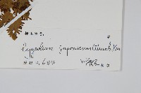 海金沙藏品圖，第2張