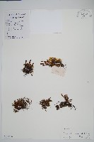 登錄號:P010408藏品圖，第1張