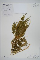 全緣卷柏藏品圖，第1張