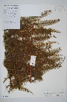 鱗芽裡白藏品圖，第1張