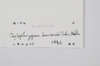 鱗芽裡白藏品圖，第2張