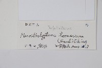 普通針毛蕨藏品圖，第2張