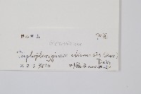 中華裡白藏品圖，第2張