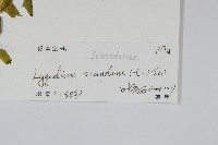 小葉海金沙藏品圖，第2張