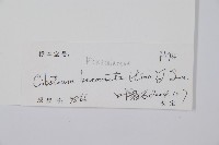 金狗毛蕨藏品圖，第2張