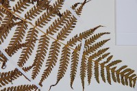 金狗毛蕨藏品圖，第4張