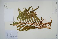 華南紫萁藏品圖，第1張