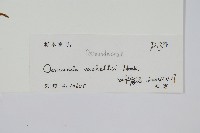 華南紫萁藏品圖，第2張